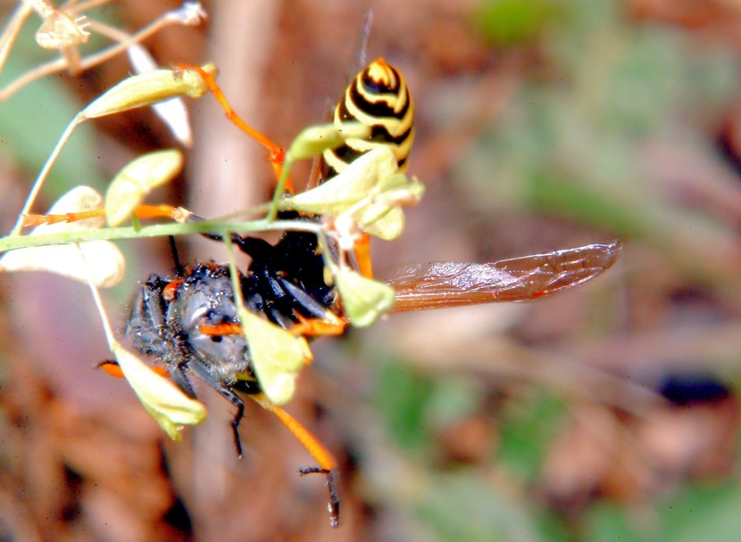 Polistes gallicus